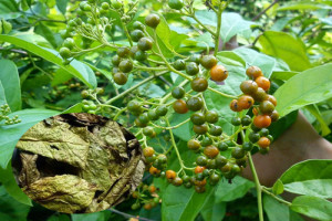 Sử dụng Xạ đen để chữaU xơ tử cung có tốt không?